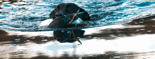 Gun Dog Supplies